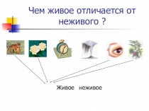 Презентация по биологии на тему Клетка (6 класс)
