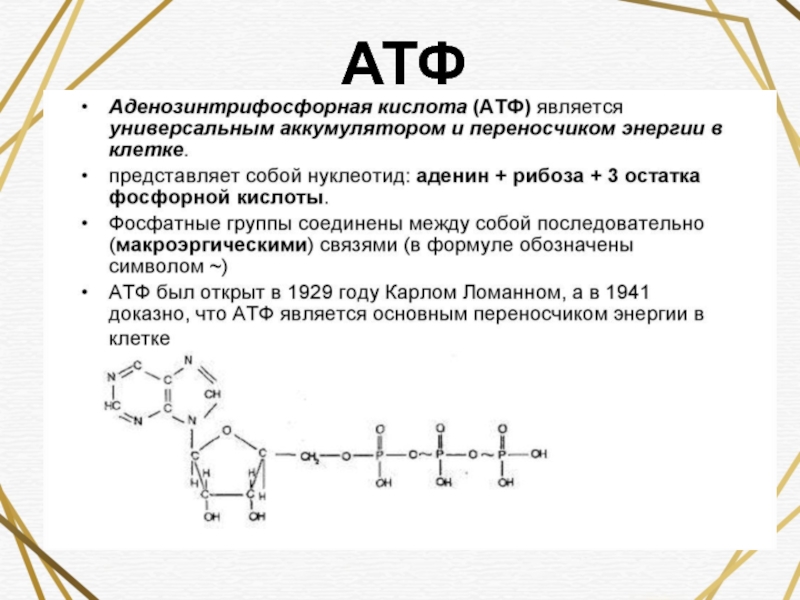 В состав атф входит связь. АТФ. АТФ формула. Биологическая роль АТФ. АТФ строение и функции.