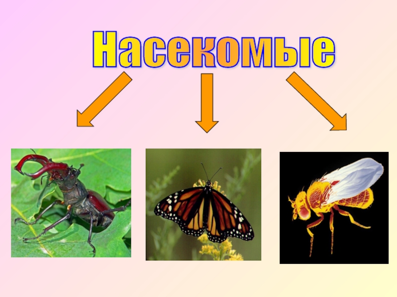 Три насекомых. Насекомые 3 класс. Окружающий мир 3 класс разнообразие животных насекомые. Урок обобщение многообразие животных 7 класс.