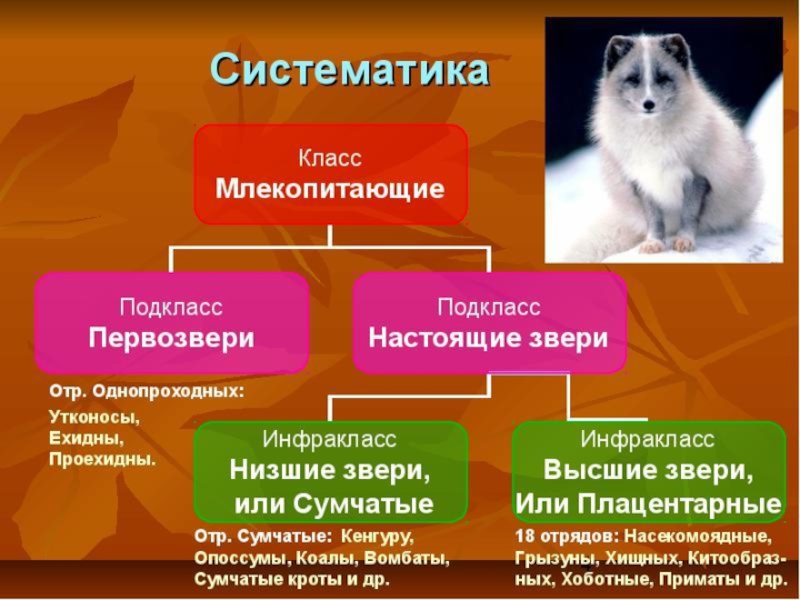 Классификация млекопитающих презентация