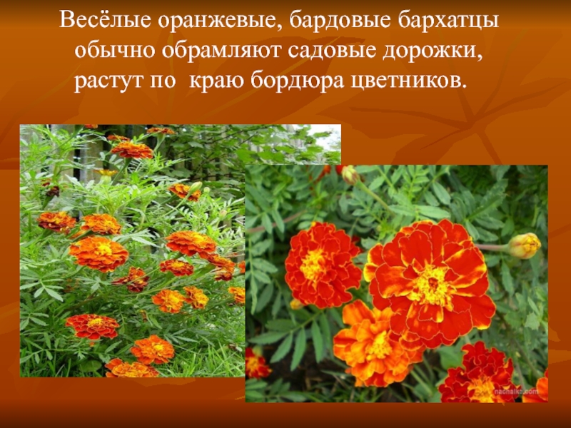 Весёлые оранжевые, бардовые бархатцы    обычно обрамляют садовые дорожки,  растут по краю бордюра