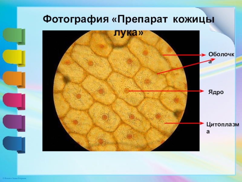 Какой цифрой на рисунке кожица лука под микроскопом обозначена одномембранная структура заполненная