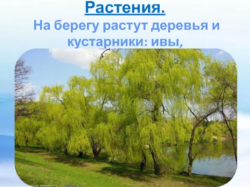 Расти берег