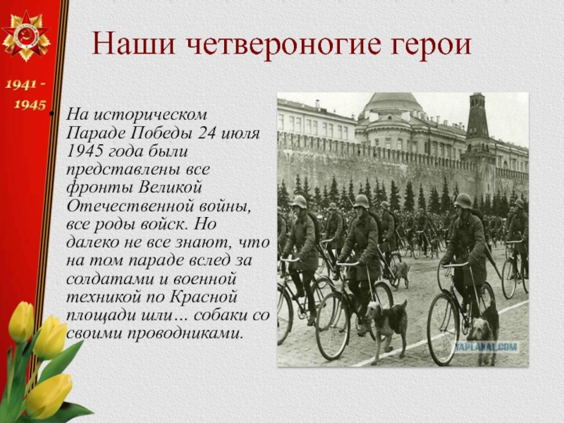 Наши четвероногие героиНа историческом Параде Победы 24 июля 1945 года были представлены все фронты Великой Отечественной войны,