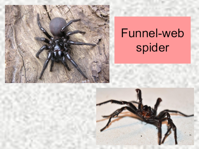 Сиднейский воронковый паук. Funnel web spider. Сиднийский воронтчатый паук. Сиднейский лейкопаутинный паук (atrax robustus). Сиднейский лейкопаутинный паук (atrax robustus).