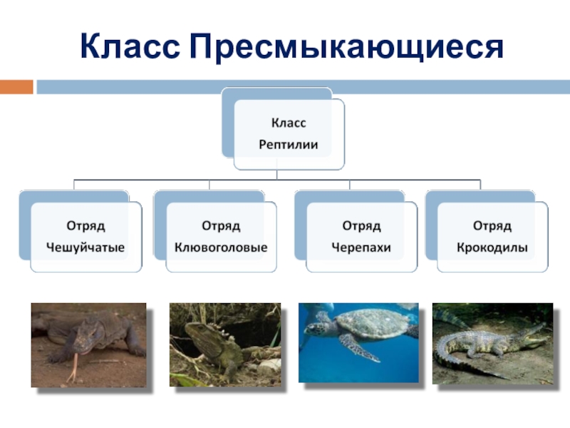 Распространение рептилий