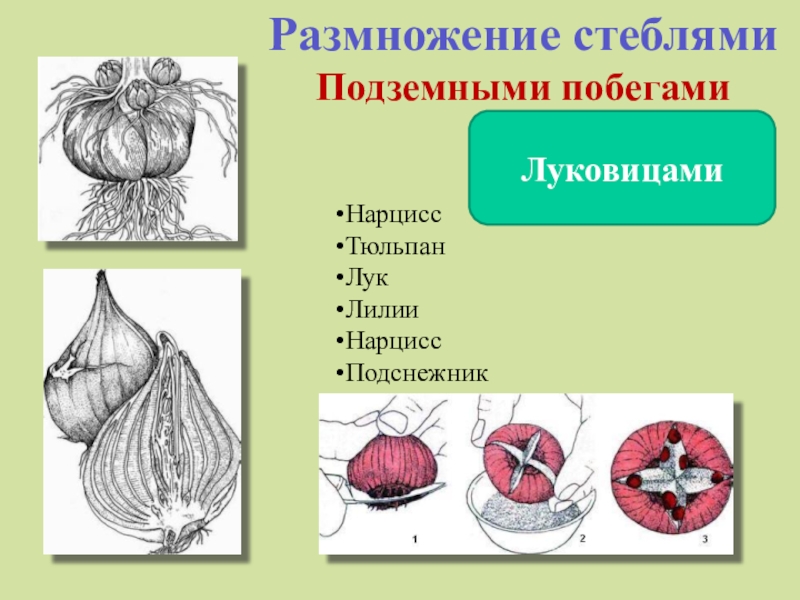 Лабораторная работа 5 класс по биологии лук. Вегетативное размножение нарциссов. Лук размножение луковицами. Лук вегетативное размножение. Вегетативное размножение лука.