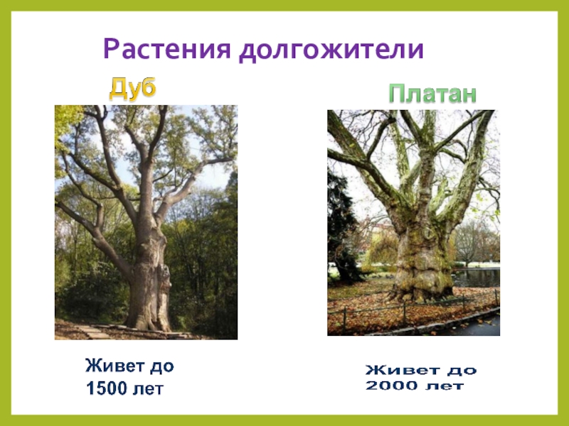 Растения и их возраст. Схема однолетних, двулетних и многолетних растений. Возраст растений. Растения и их возраст. 6 класс биология этапы роста и развития растения.