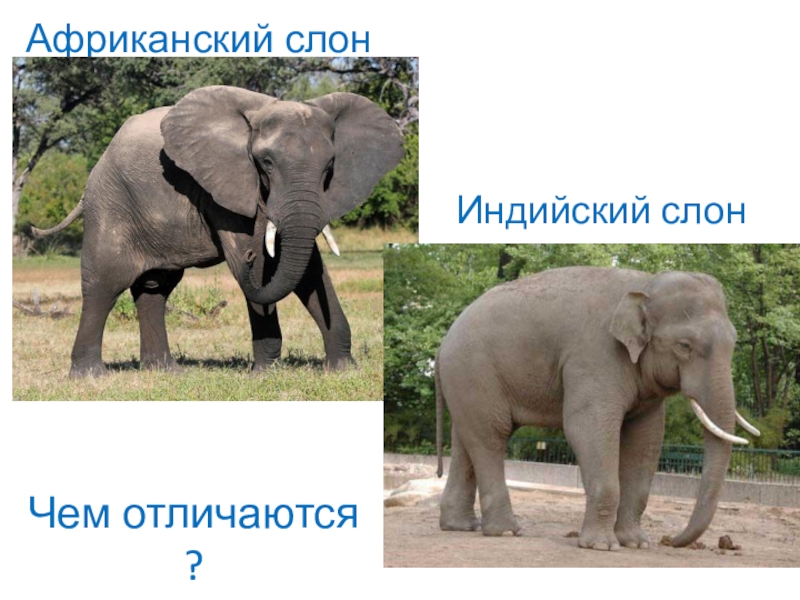 Как отличить африканского слона. Африканский и индийский слон различия. Слон Африканский и индийский разница. Африканский слон и индийский слон. Индийский слон и Африканский слон отличия.