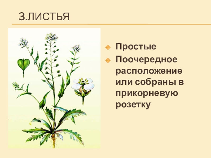 Как называется поочередное