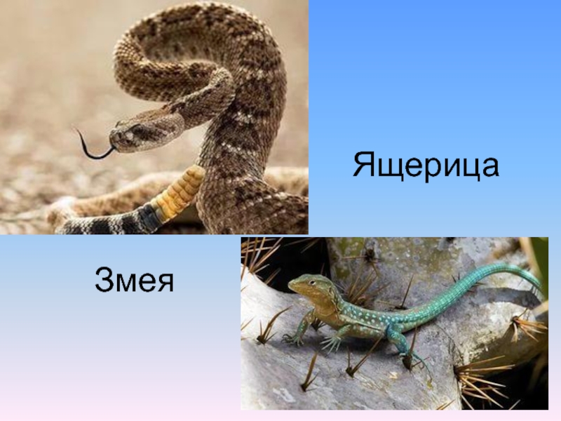 Чем ящерицы отличаются от змей. Змеи и ящерицы. Ящерица змея. Ящерицы и змеи отличия. Змеи и ящеры класс.