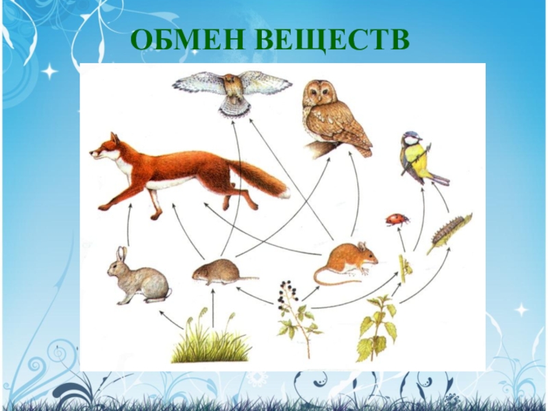 Жизнь организмов в природе презентация 6 класс