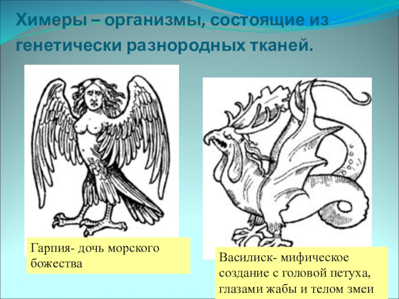 Создание химер. Химера (биология). Организмы химеры. Примеры химер. Химерные организмы биология.