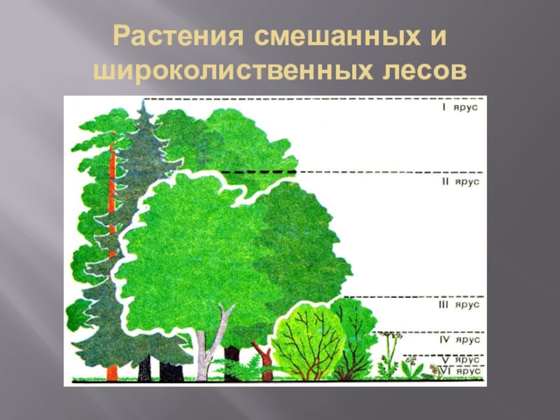 Ярусность лиственного леса схема - 92 фото