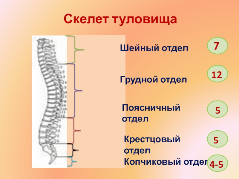 Скелет туловища 8. Скелет шейного отдела. Скелет человека шейный отдел. Скелет шейного отдела позвоночника человека. Отдел скелет туловища шейный отдел.