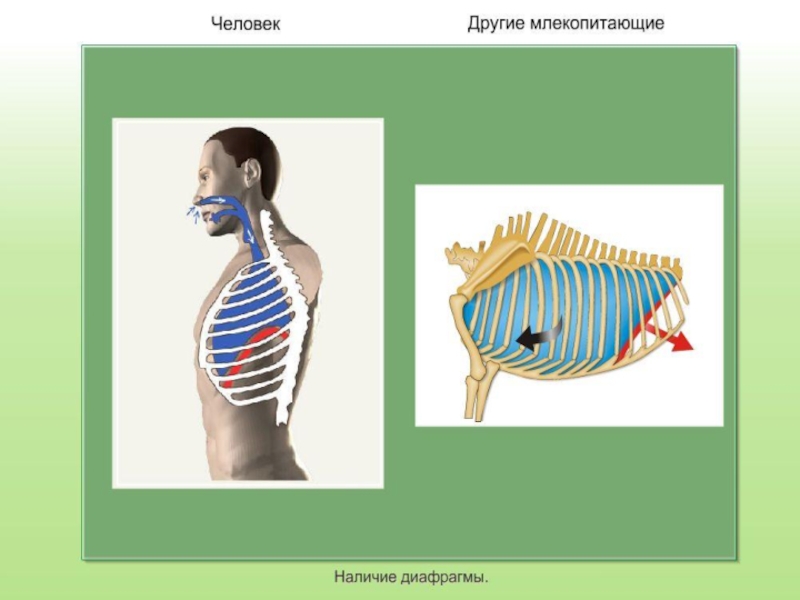 Человек млекопитающее. Диафрагма млекопитающих. Диафрагма человека и млекопитающих. Механизм дыхания млекопитающих. Наличие диафрагмы у человека и млекопитающих.