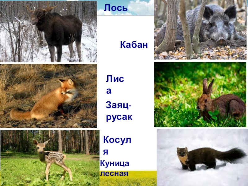 Беляк и куница