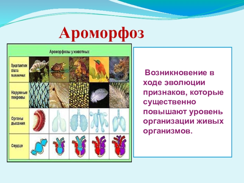 Появление ароморфозов. Ароморфозы типа Кишечнополостные. Основные ароморфозы кишечнополостных. Ароморфозы губок. Основные ароморфозы животных.