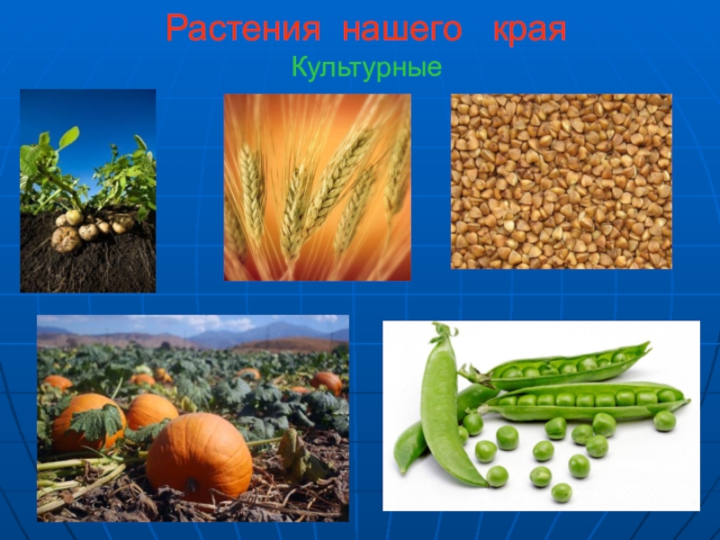 Проект культурное растение