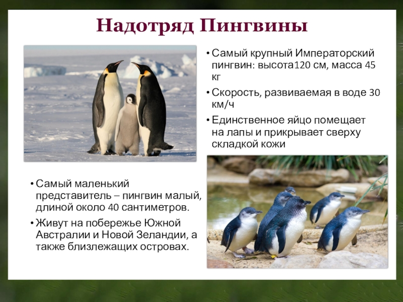 Императорский пингвин консумент какого. Отряд пингвины признаки отряда. Пингвины характеристика и представители. Надотряд пингвины отряды. Надотряд пингвины общая характеристика.