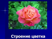 Презентация по биологии на тему Строение цветка (6 класс)