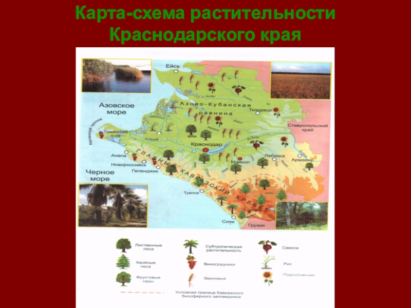 В каких природных зонах расположен краснодарский край. Карта схема растительности Краснодарского края. Растительность природных зон Краснодарского края карта. Растительный мир Краснодарского края карта.
