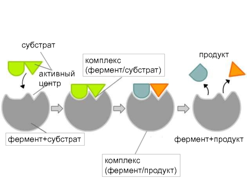 Схема работы фермента