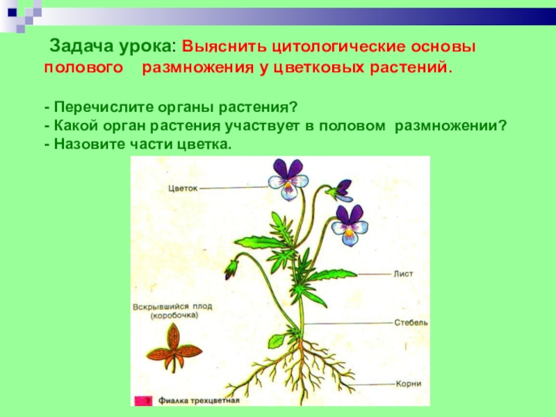 Задача урока: Выяснить цитологические основы полового  размножения у цветковых растений.