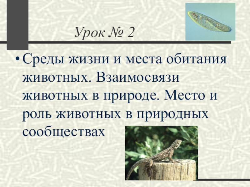 Среда обитания животных урок. Среды жизни животных. Среда и место обитания. Среды жизни и места обитания животных. Среда жизни и местообитание.