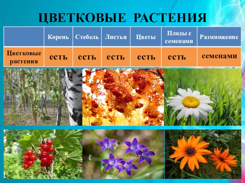 Многообразие цветковых. Цветковые растения названия. Виды цветковых растений. Многообразие цветковых растений. Название цветковых растений.