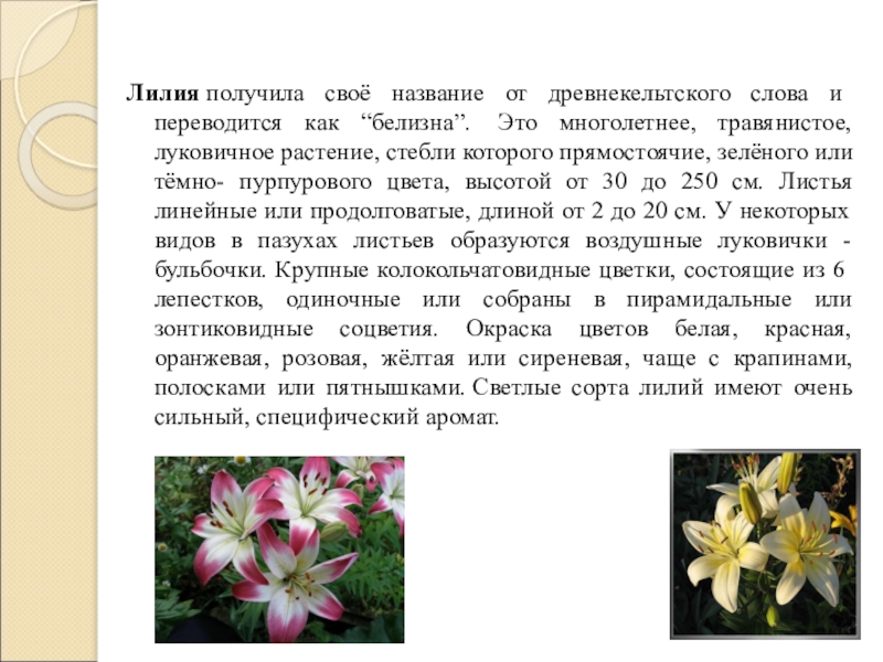 Цветок получивший свое название. Выдано лилии. Доклад все о лилиях. Домашнюю лилию доклад. Лилия Краснодарского края сообщение.