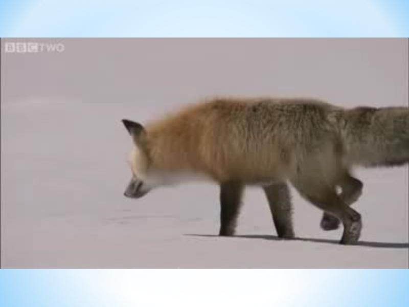 Redhot fox. Лиса прыгает. Лиса охотится зимой. Лиса мышкует.