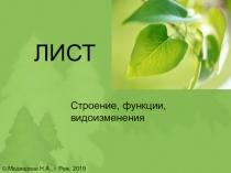 Презентация по биологии Лист растения