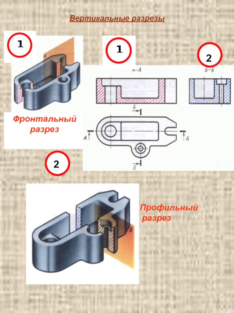 Вертикальный разрез. Фронтальный и профильный разрезы. Фронтальный разрез. Профильный разрез.