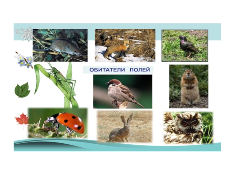 Презентация Презентация по окружающему миру по теме Животные - обитатели полей