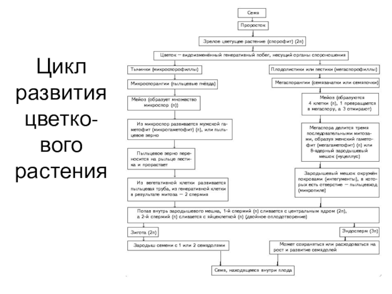 Цикл развития цветко- вого растения