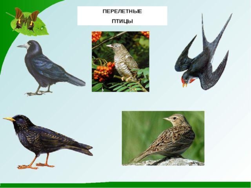Прилет перелетных птиц. Перелетные птицы. Перелетные птицы весной. Прилетные птицы весной. Первые перелетные птицы весной.