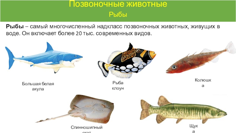 Изображенное на рисунке животное относится к классу рыбы ланцетники земноводные пресмыкающиеся