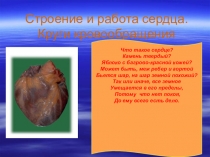 Строение и работа сердца. Органы кровообращения