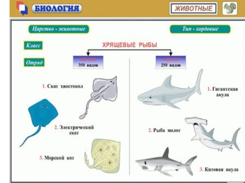 Электронная биология. Интеллект таблица морские животные. РКШ таблица животных. Рост разных животных таблица. Биология 5 класс таблица обитатели мел.