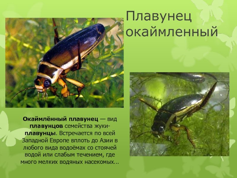 Плавунец окаймленныйОкаймлённый плавунец — вид плавунцов семейства жуки-плавунцы. Встречается по всей Западной Европе вплоть до Азии в