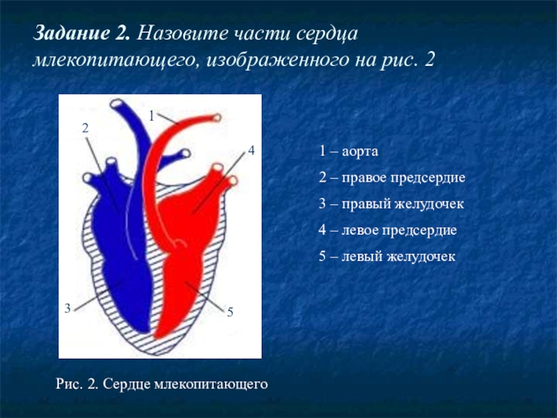 Рисунок сердца млекопитающего