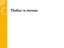 Презентация по биологии на тему Побег и почки (6 класс)