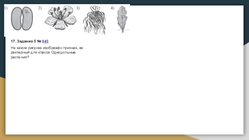 Признаки какого класса изображены на рисунке. Какие признаки характерны для растения, изображённого на рисунке?. Рисунки по ботанике ОГЭ. Интересные тесты по ботанике. Тест по ботанике грибы.