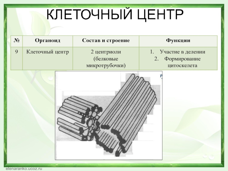 Клеточный центр картинка