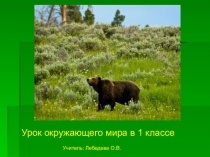 Презентация урока окружающего мира Кто такие звери? в 1 классе