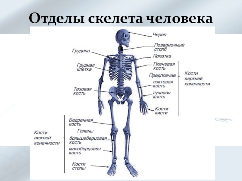 Сколько отделов скелета. Скелет человека отделы скелета.