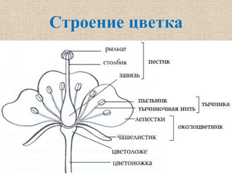 Схема лилии биология