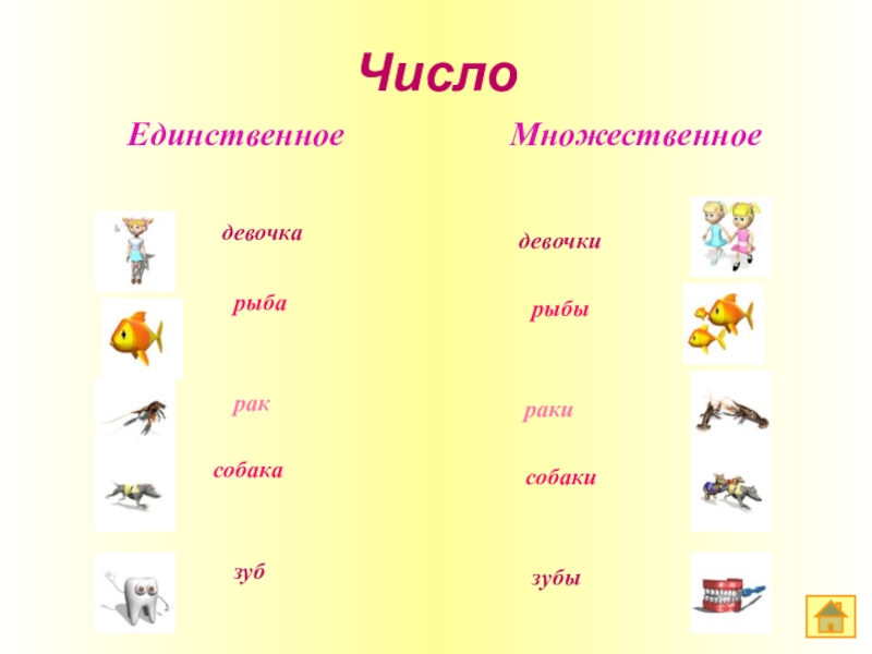 Родня число единственное. Единственное и множественное число.