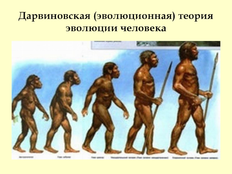 Дарвиновская (эволюционная) теория эволюции человека